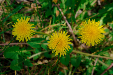 Dandelion herbaceous plant during flowering