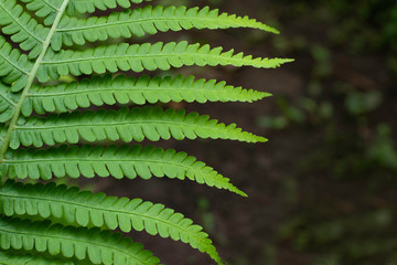 Forest fern leaf close up.  Natural green background.