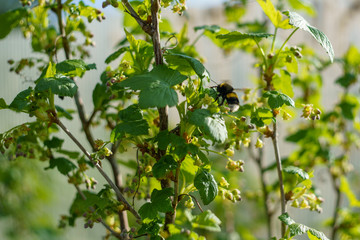 Bumblebee on a green branch