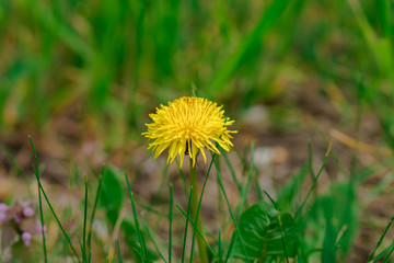 Dandelion herbaceous plant during flowering