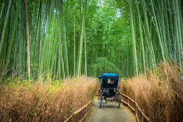 The Nature Of Japan. Sagano bamboo forest. Protected area in Kyoto. Excursion to the bamboo forest. The carriage rides on a path in a bamboo forest.  Walk through the forests of Kyoto. Japanese tree.