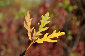 Oak tree with bright yellow-green  leaves  close up detail on soft blurry background