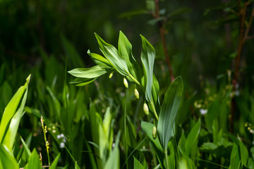 Polygonatum odoratum