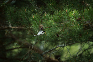 Bird in the forest on the branches of a pine tree