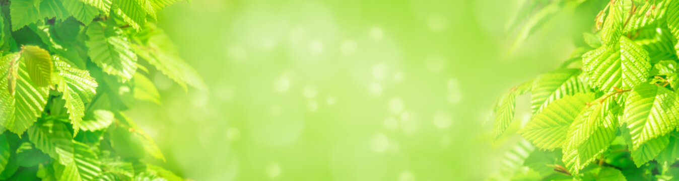 abstrakte fr&uuml;hlingslandschaft mit buchenbl&auml;ttern