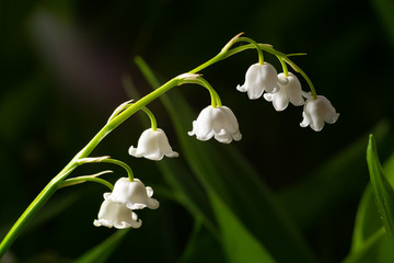 Lily of the valley