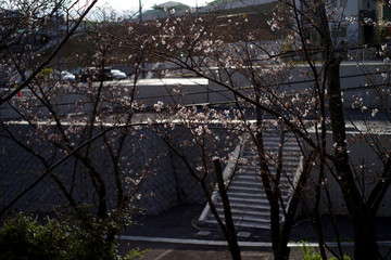 住宅造成地に咲く桜