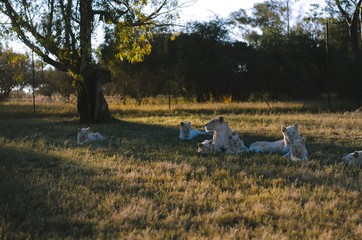 Obraz na płótnie Canvas A relaxed group of lions in a savannah background in a preservation center in Johannesburg, South Africa.