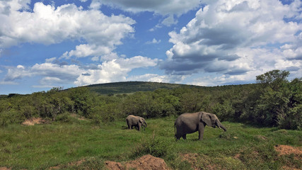 Fototapeta na wymiar A family of elephants grazes in the reserve. A lot of green grass and trees. Beautiful blue sky. On the hills, shadows from the clouds. Kenya.