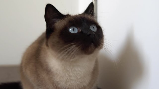 Beautiful Siamese cat with blue eyes sits near white door and looks up. Close up shot.