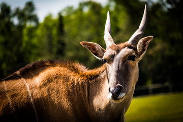 antilope