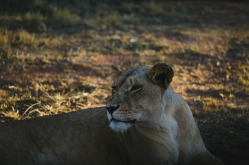 A lioness looking away from the camera in a savannah background in a preservation park in Johannesburg, South Africa.