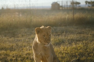 sharp teeth,wildlife,safari,predator,savannah,zoo,carnivore,teeth,mammal,funny...