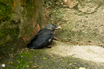 blue eye little crow on the grass