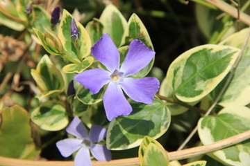 青紫色の花と、斑入りの葉のツルニチニチソウ