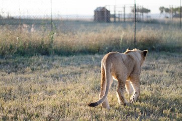 A lion cub walking away from the camera with a savannah background in a preservation center in Johannesburg, South Africa.