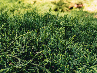 Beautiful textured image of the branches of the evergreen cypress (lat. Cupressus) on a sunny day. Background coniferous image.
