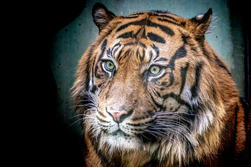 fine art view of a tiger resting