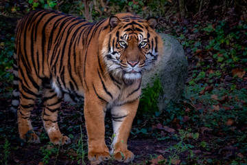 a large male bengal tiger