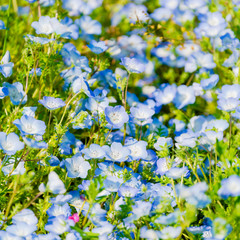 ネモフィラの花