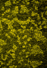 Moss wall, green wall decoration made of natural moss.