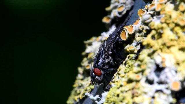 Close Up movie - Common Flesh Fly on a leaf. Her Latin name is Sarcophaga carnaria.