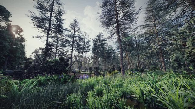 Pine forest walk through - 3d render animation - 1