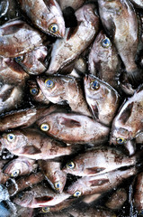 出荷前のメバル