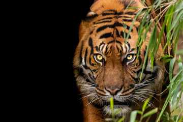 a fine art photo of an indian tiger