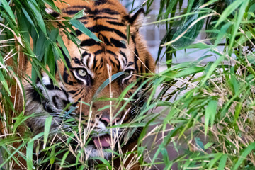 tiger hiding behind bamboo