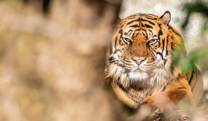 a sumatrain tiger resting in the sun