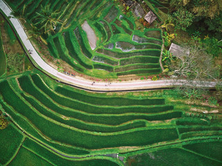 aerial view of rice terraces