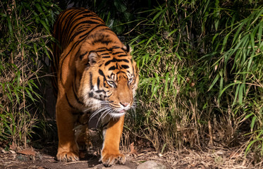 a tiger comming out of the bushes