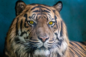 an indian tiger before a blue background