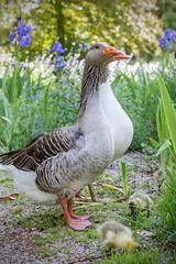 goose with their babies in a park 