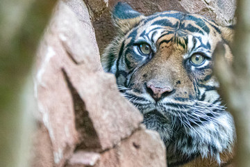 a tiger bhidden behind rocks