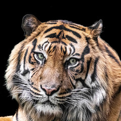an indian tiger before a black background