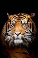 Foto auf Acrylglas Antireflex low key tiger profile close-up face © Ralph Lear