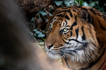 side view of a tiger