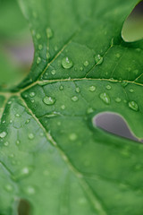 close up of leaf