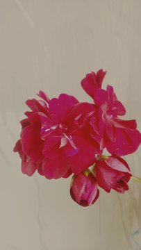 Overhead View Of Red Flowers