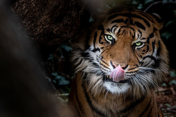 a tiger licking his lips