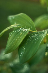 
Raindrops on green leaves close-up with blurred background