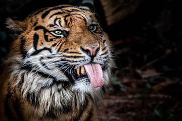a tiger with open mouth