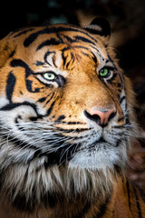 Fototapeta na wymiar beautiful stock photo of a tiger