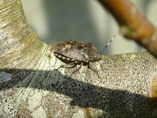 Insecte
