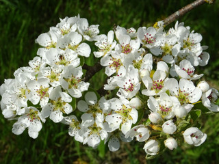 Fleurs de poirier