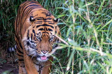 a tiger walking though tall grass