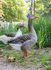 goose with their babies in a park 