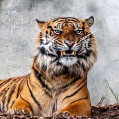 Portrait of Resting Bengal Tiger with Intense Green Eyes